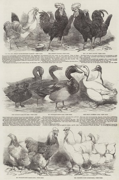 The Poultry Exhibition at Birmingham by Harrison William Weir
